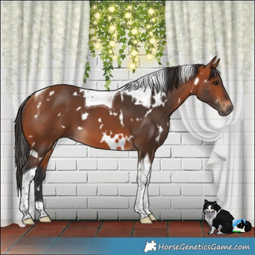 Horse Color:White Spotted Bay Tobiano