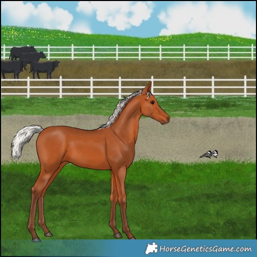 Horse Color:Silver Bay 