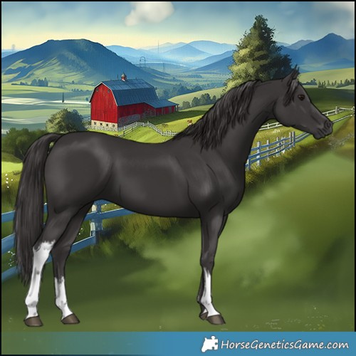 Horse Color:White Spotted Smoky Black 