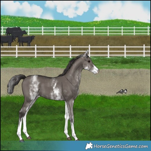 Horse Color:White Spotted Smoky Grullo 
