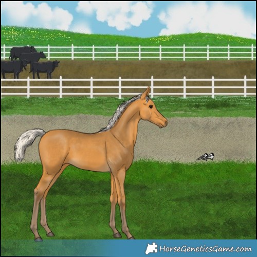 Horse Color:Silver Buckskin 
