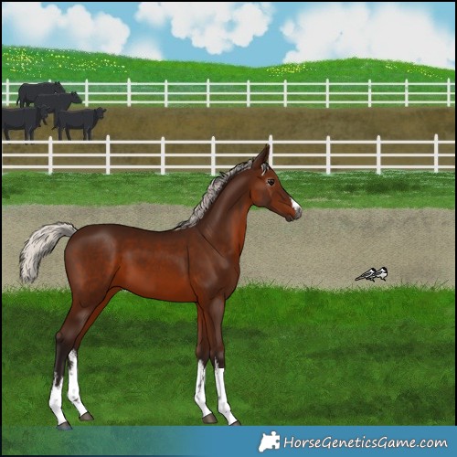 Horse Color:Gray White Spotted Silver Bay 