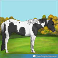 Horse Color:Black Tobiano