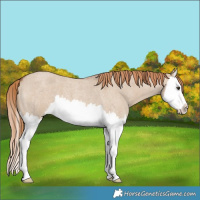 Horse Color:Red Dun Roan Splash