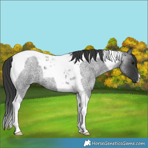 Horse Color:Blue Roan Tobiano 