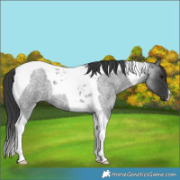 Horse Color:Blue Roan Tobiano