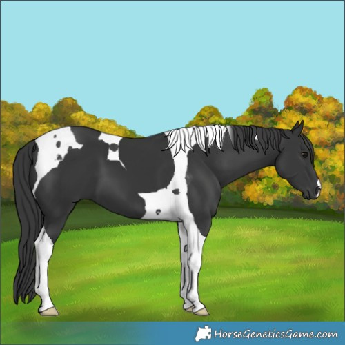 Horse Color:Black Tobiano 