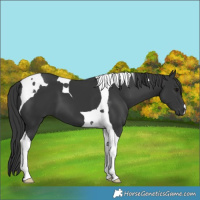 Horse Color:Black Tobiano