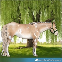 Horse Color:White Spotted Chocolate Palomino Pearl Mushroom