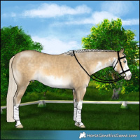 Horse Color:White Spotted Chocolate Palomino Dun Mushroom Brindle