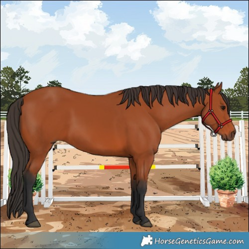 Horse Color:Bay 