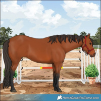 Horse Color:Bay 
