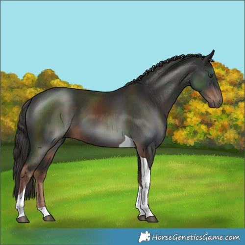 Horse Color:Liver Chestnut Tobiano