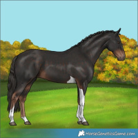 Horse Color:Liver Chestnut Tobiano