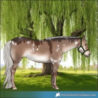 Horse Color:White Spotted Liver Red Dun Mushroom 