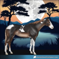 Horse Color:Liver Chestnut Sabino Tobiano
