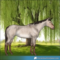 Horse Color:Liver Red Dun Roan Rabicano