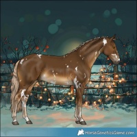 Horse Color:White Spotted Chocolate Palomino 