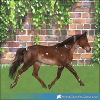 Horse Color:White Spotted Liver Chestnut 
