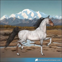 Horse Color:Liver Red Roan Tobiano 