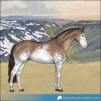 Horse Color:White Spotted Liver Red Dun Rabicano 