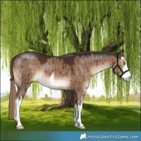 Horse Color:White Spotted Liver Red Dun Brindle 
