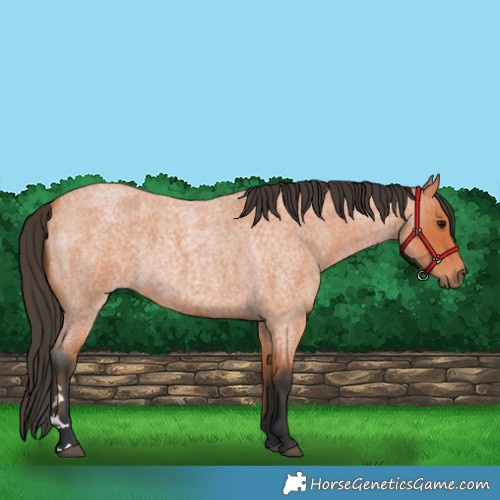 Horse Color:Bay Roan 