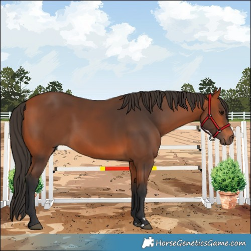 Horse Color:Bay 