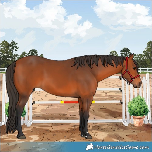 Horse Color:Bay 