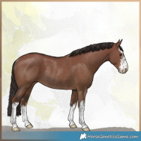 Horse Color:White Spotted Liver Red Dun Rabicano 