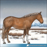 Horse Color:Chocolate Palomino Tobiano 