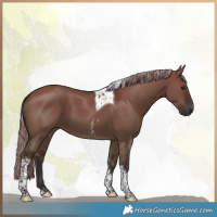 Horse Color:Liver Red Dun Sabino Tobiano 