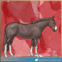 Horse Color:White Spotted Liver Red Dun 