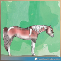 Horse Color:Plaid  Liver Red Onyx Tobiano 