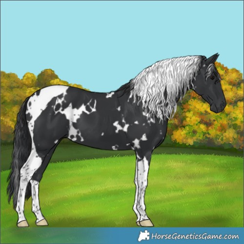 Horse Color:White Spotted Black Tobiano 