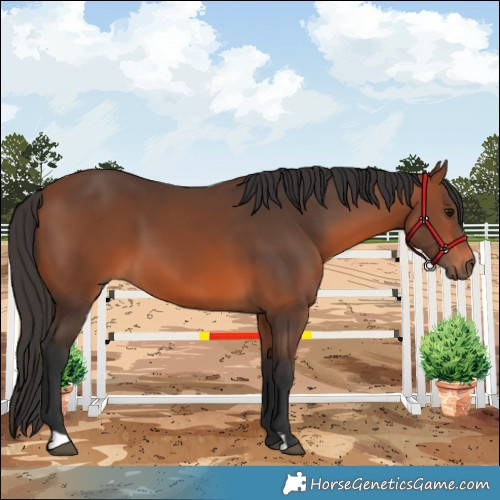 Horse Color:Bay 