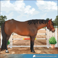 Horse Color:Bay 