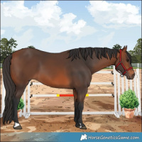 Horse Color:Bay 