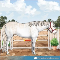Horse Color:White Spotted Perlino