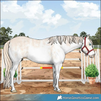 Horse Color:White Spotted Perlino 