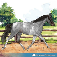 Horse Color:Liver Red Roan Tobiano 