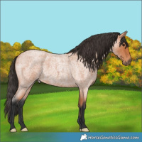 Horse Color:Bay Roan 