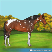 Horse Color:White Spotted Bay Tobiano 