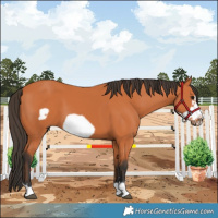 Horse Color:Bay Frame