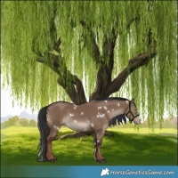 Horse Color:White Spotted Liver Red Dun Sabino 