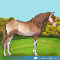 Horse Color:Gold Champagne Onyx 