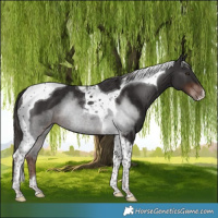 Horse Color:Liver Chestnut Tobiano Rabicano