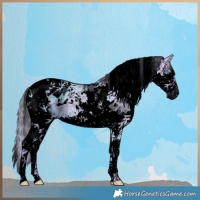 Horse Color:Void Watercolor White Spotted Chocolate Palomino Dun Splash Tobiano 