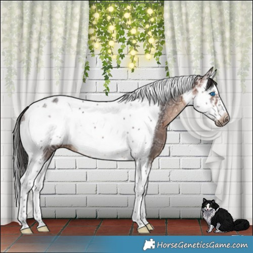 Horse Color:Brown Ice Splash Tobiano Frame 