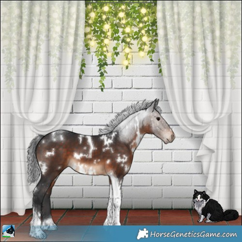 Horse Color:White Spotted Brown Tobiano 